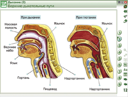 Наглядная биология. 8 - 9 классы. Человек. Строение тела человека