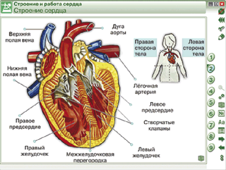 Наглядная биология. 8 - 9 классы. Человек. Строение тела человека