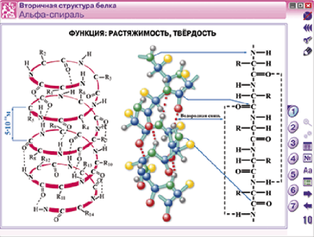 Наглядная химия. Органическая химия. Белки и нуклеиновые кислоты