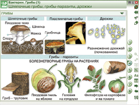Наглядная биология. 6 класс. Растения. Грибы. Бактерии