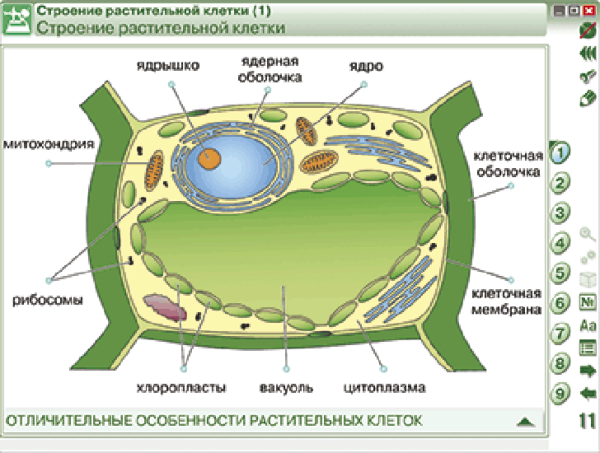 Наглядная биология. Химия клетки. Вещества, клетки и ткани растений