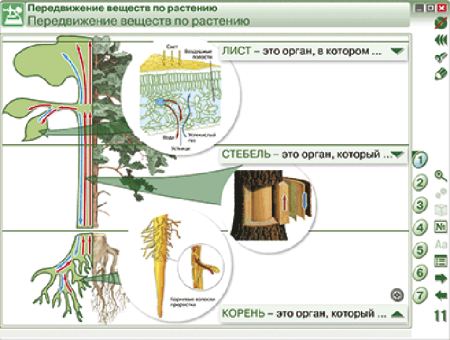 Наглядная биология. Растение - живой организм Наглядная биология. Растение - живой организм