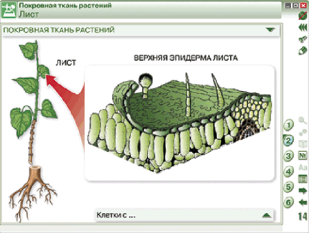 Наглядная биология. Химия клетки. Вещества, клетки и ткани растений Наглядная биология. Химия клетки. Вещества, клетки и ткани растений