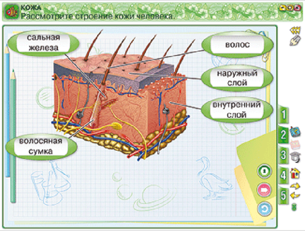 Окружающий мир 3 класс. Человек и природа
