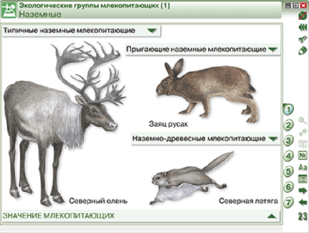 Наглядная биология. 7 класс. Животные Наглядная биология. 7 класс. Животные