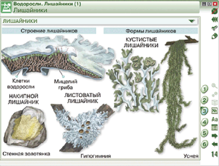 Наглядная биология. 6 класс. Растения. Грибы. Бактерии