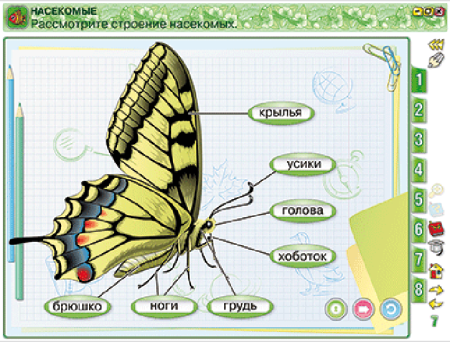 Окружающий мир 1 класс. Человек и природа. Человек и общество. Правила безопасной жизни